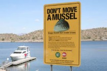 Officials: Quagga mussels found, but Lake Powell not colonized