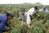 Farmworkers who bring you food lack health insurance