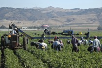 Farm owners, workers hope immigration reform can fix ‘flawed’ H-2A visas