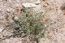 Feds Move to Protect Arizona Wildflower From Mining