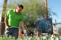 Community-building another benefit as community gardens grow