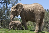 ASU Partners with San Diego Zoo in Conservation Research