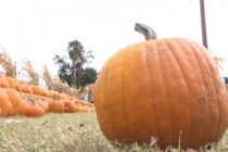 National Pumpkin Shortage Near Halloween Doesn’t ‘Scare’ Arizona