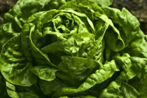 Arizona Leafy Greens Month Celebrates Advent of Harvest Season