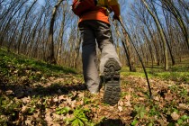 How Hikers can Avoid a Bee Attack, and Whether to Run if it Happens