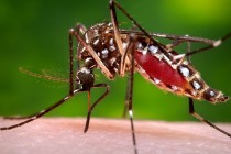 Arizona Officials Warn of Zika Spread on Return from Rio