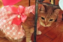 Quinceañera For 15 Year-old Cat