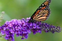 Border Wall Push Creates Flap in House — and at the National Butterfly Center